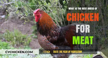 Meat Chickens: Best Breeds and Why