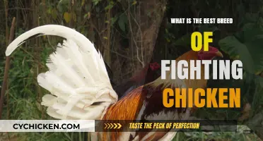 Top Fighting Chicken Breeds: Unlocking the Ultimate Champion's Potential