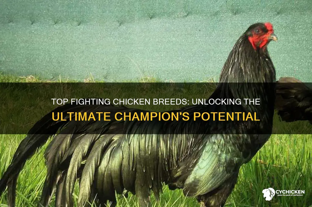 what is the best breed of fighting chicken
