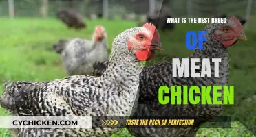 Top Meat Chicken Breeds for Optimal Growth and Flavor