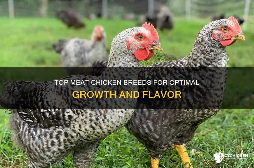 what is the best breed of meat chicken
