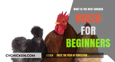 Top Beginner-Friendly Chicken Breeds for Easy Backyard Farming