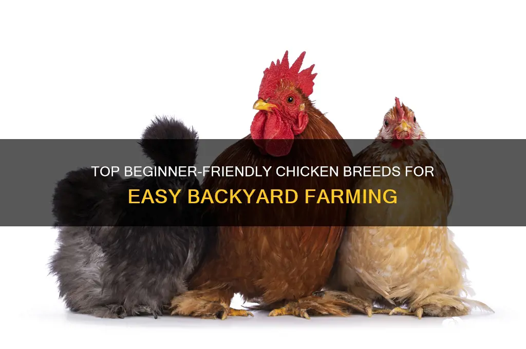 what is the best chicken breed for beginners