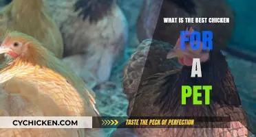 Choosing the Perfect Pet Chicken: Top Breeds for Companionship