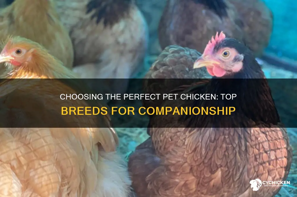 what is the best chicken for a pet
