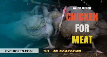 Top Meat Chicken Breeds: Choosing the Best for Flavor and Yield
