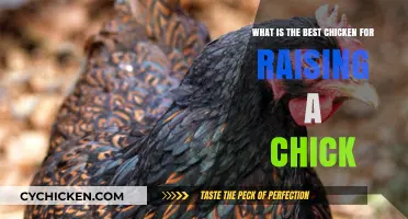 Raising Chicks: Choosing the Best Chicken Breeds for You