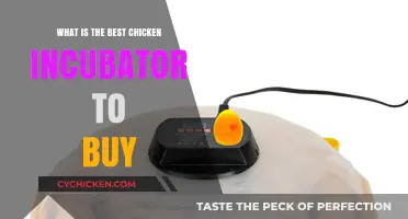 Top Chicken Incubators: Best Options for Hatching Success