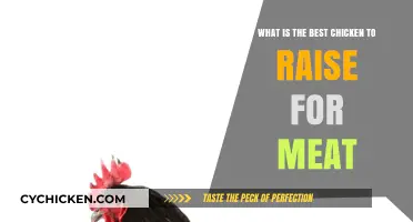Best Chicken Breeds for Meat: Quick Guide