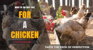 Optimal Chicken Nutrition: Discover the Best Diet for Healthy Poultry