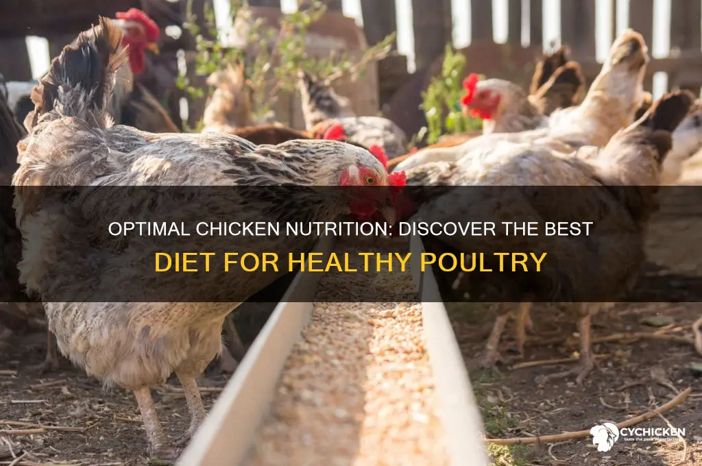 what is the best diet for a chicken