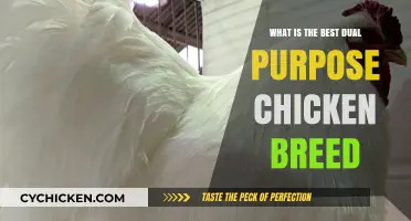 Top Dual-Purpose Chicken Breeds for Eggs, Meat, and Your Homestead