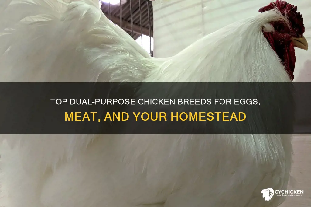 what is the best dual purpose chicken breed
