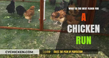 Chicken Run Flooring: Best Options for Your Coop