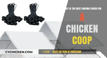 Top Ground Cover Choices for a Happy Chicken Coop