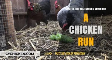 Chicken Run Ground Cover: Best Options for Happy Hens