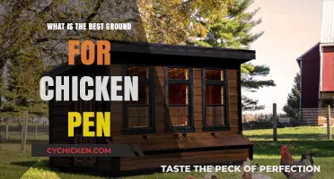 Choosing the Ideal Ground for Your Chicken Pen: Expert Tips
