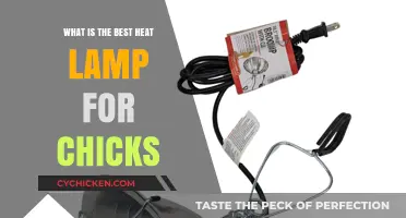 Top Heat Lamps for Chicks: Warmth and Comfort Guide