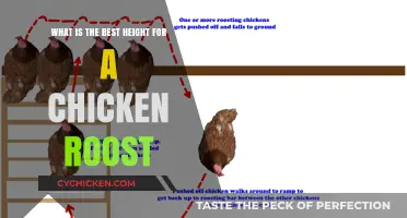 Ideal Roost Height for Happy, Healthy Chickens