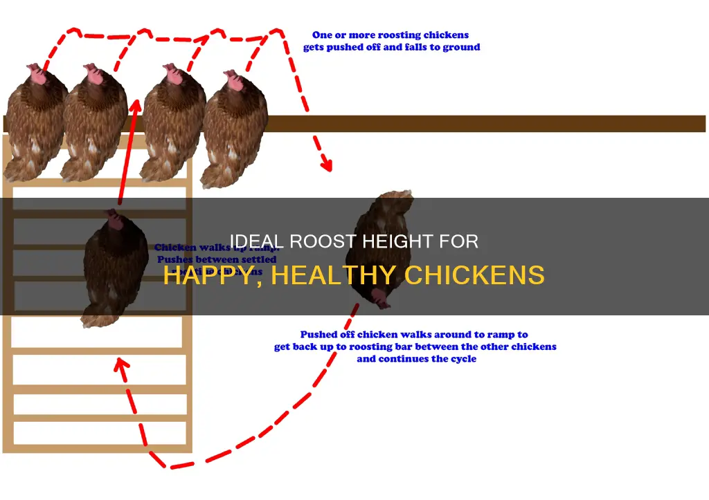 what is the best height for a chicken roost