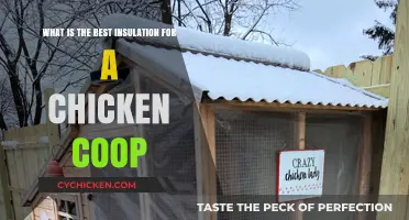 Cozy Quarters: Choosing the Perfect Insulation for Your Chicken Coop