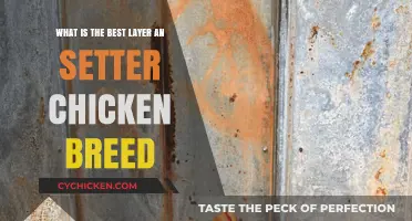 Best Layer and Setter Chicken Breeds: Top Picks