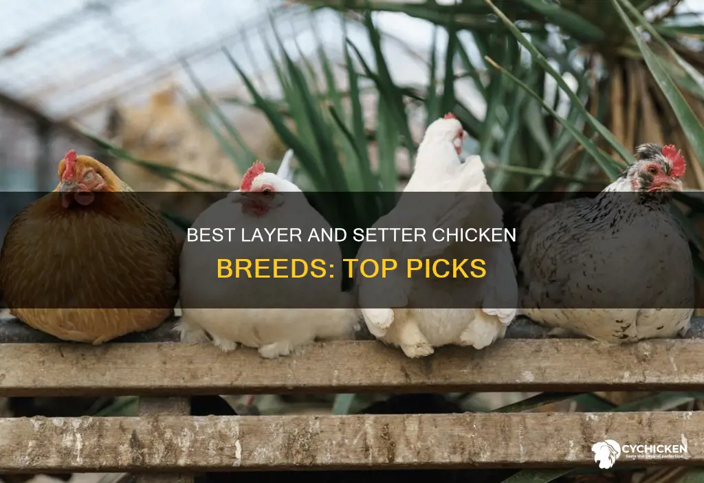 what is the best layer an setter chicken breed