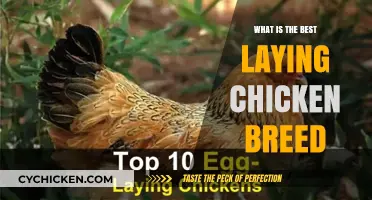 Top Egg-Laying Chicken Breeds for Your Backyard Flock