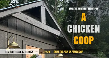 Optimal Illumination: Choosing the Best Light for Your Chicken Coop