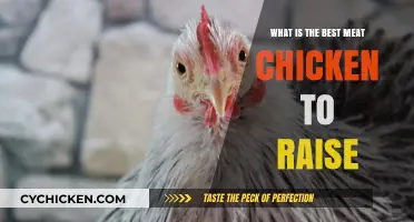 Top Meat Chicken Breeds for Efficient and Profitable Homesteading