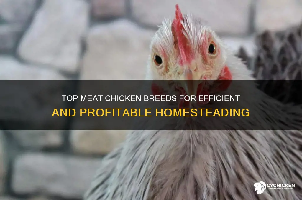 what is the best meat chicken to raise