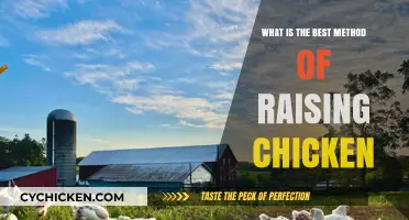 Mastering Chicken Raising: Top Methods for Healthy, Happy Flocks