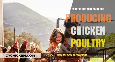 Ideal Locations for Chicken Poultry Production