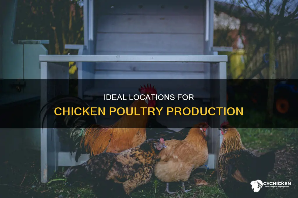 what is the best place for producing chicken poultry