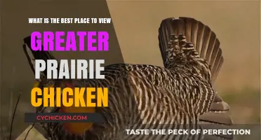 Best Places to View the Greater Prairie Chicken