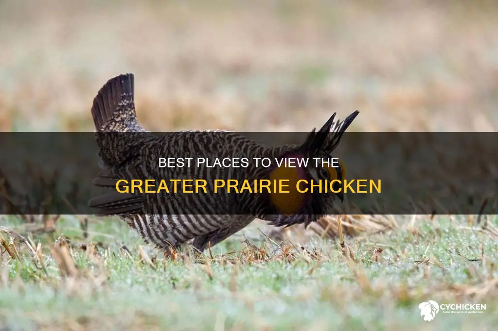 what is the best place to view greater prairie chicken