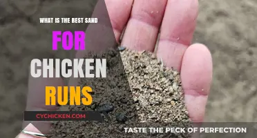 Choosing the Perfect Sand for Healthy, Happy Chicken Runs