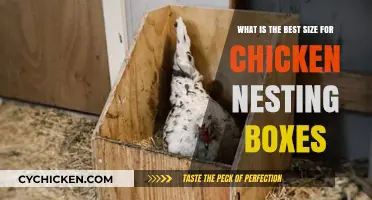 Chicken Nesting Boxes: What's the Ideal Size?
