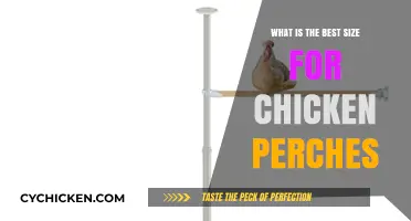 Optimal Chicken Perch Sizes: Comfort and Safety for Your Flock