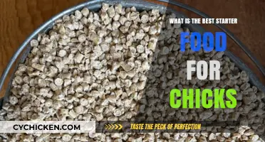 Essential Chick Starter Foods: Top Picks for Healthy Growth