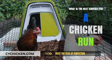 Chicken Run Surfaces: Best Flooring for Your Coop