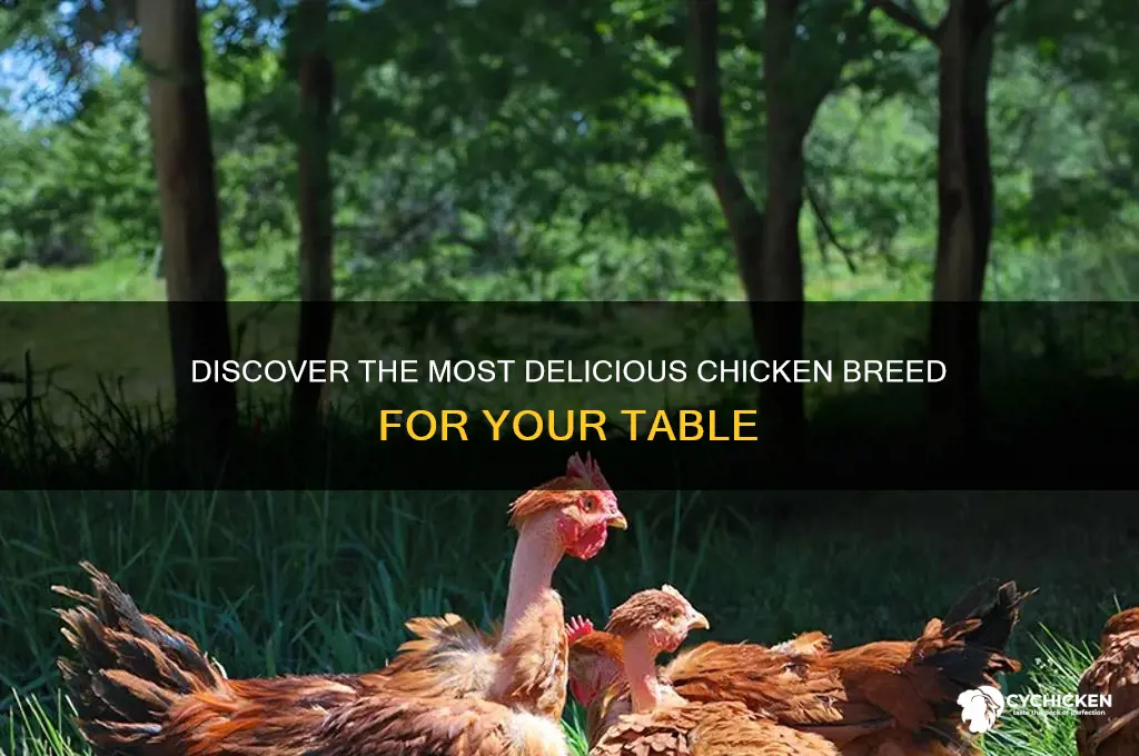 what is the best tasting breed of chicken