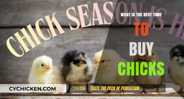 Optimal Timing for Buying Chicks: A Seasonal Guide for Poultry Enthusiasts