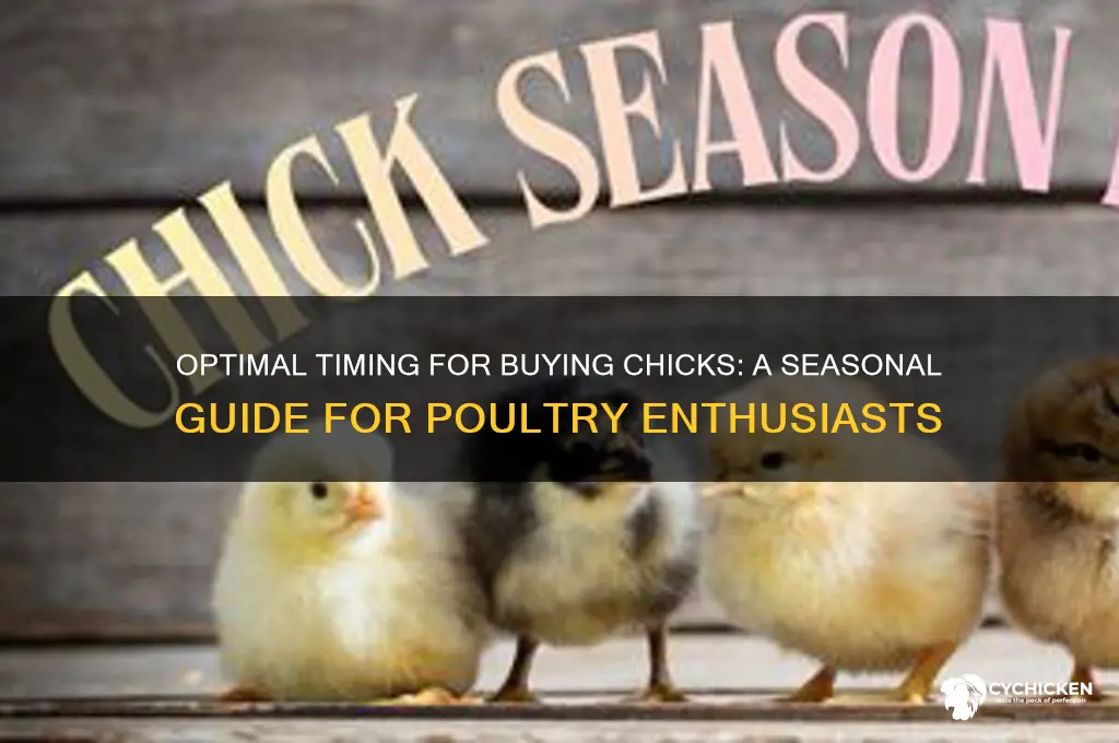 what is the best time to buy chicks