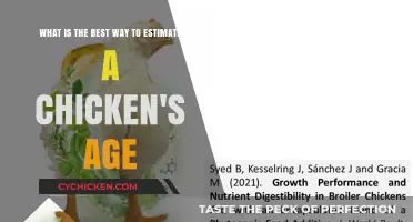 Estimating a Chicken's Age: The Ultimate Guide