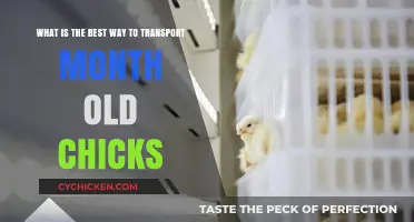 Safe Travel Strategies for Your One-Month-Old Chicks