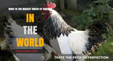 Giant Chicken Breeds: The World's Largest