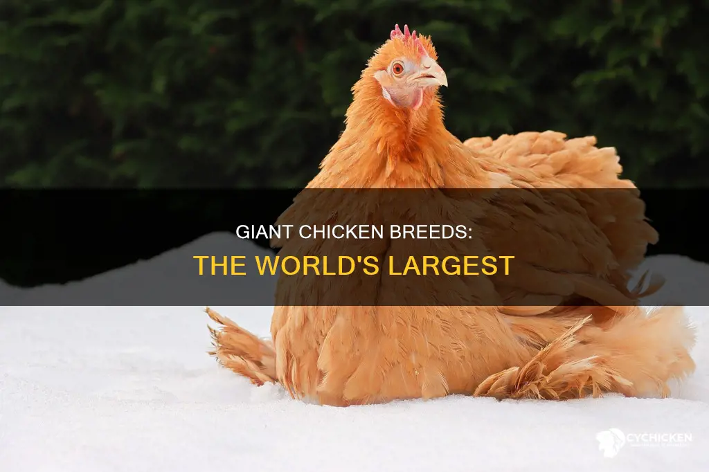 what is the biggest breed of chicken in the world
