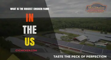 Chicken Empire: America's Largest Farm