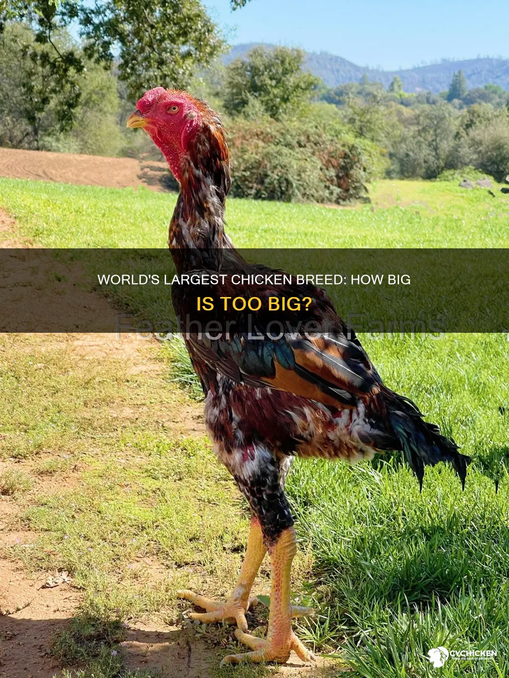 what is the biggest chicken in the world bread too